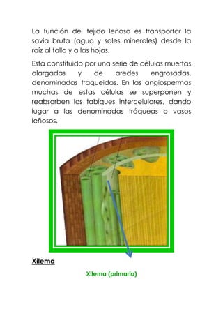 La función del tejido leñoso es transportar la
savia bruta (agua y sales minerales) desde la
raíz al tallo y a las hojas.
Está constituido por una serie de células muertas
alargadas y de aredes engrosadas,
denominadas traqueidas. En las angiospermas
muchas de estas células se superponen y
reabsorben los tabiques intercelulares, dando
lugar a las denominadas tráqueas o vasos
leñosos.
Xilema
Xilema (primario)
 