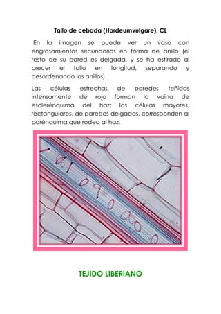Tallo de cebada (Hordeumvulgare), CL
En la imagen se puede ver un vaso con
engrosamientos secundarios en forma de anillo (el
resto de su pared es delgada, y se ha estirado al
crecer el tallo en longitud, separando y
desordenando los anillos).
Las células estrechas de paredes teñidas
intensamente de rojo forman la vaina de
esclerénquima del haz; las células mayores,
rectangulares, de paredes delgadas, corresponden al
parénquima que rodea al haz.
TEJIDO LIBERIANO
 