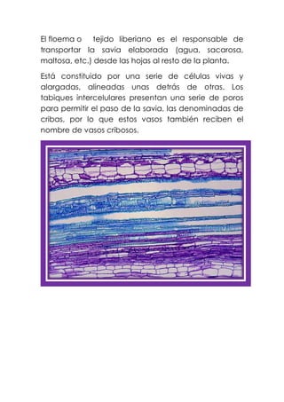 El floema o tejido liberiano es el responsable de
transportar la savia elaborada (agua, sacarosa,
maltosa, etc.) desde las hojas al resto de la planta.
Está constituido por una serie de células vivas y
alargadas, alineadas unas detrás de otras. Los
tabiques intercelulares presentan una serie de poros
para permitir el paso de la savia, las denominadas de
cribas, por lo que estos vasos también reciben el
nombre de vasos cribosos.
 