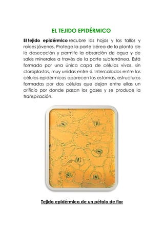 EL TEJIDO EPIDÉRMICO
El tejido epidérmico recubre las hojas y los tallos y
raíces jóvenes. Protege la parte aérea de la planta de
la desecación y permite la absorción de agua y de
sales minerales a través de la parte subterránea. Está
formado por una única capa de células vivas, sin
cloroplastos, muy unidas entre sí. Intercalados entre las
células epidérmicas aparecen los estomas, estructuras
formadas por dos células que dejan entre ellas un
orificio por donde pasan los gases y se produce la
transpiración.
Tejido epidérmico de un pétalo de flor
 