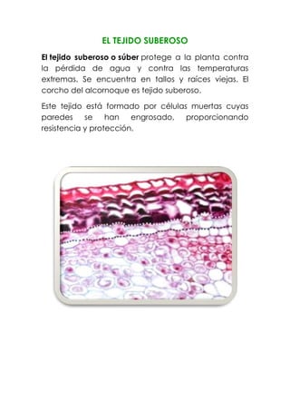 EL TEJIDO SUBEROSO
El tejido suberoso o súber protege a la planta contra
la pérdida de agua y contra las temperaturas
extremas. Se encuentra en tallos y raíces viejas. El
corcho del alcornoque es tejido suberoso.
Este tejido está formado por células muertas cuyas
paredes se han engrosado, proporcionando
resistencia y protección.
 