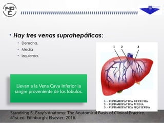 Copia de anatomiadelhigado-160925040731.pptx