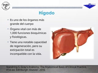 Copia de anatomiadelhigado-160925040731.pptx