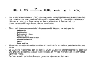 CA
        CO2      +    H 2O                  H2CO3                H+   +     HCO3-


•   Las anhidrasas carbónica (CAs) son una familia muy grande de metaloenzimas (Zn)
    que catalizan las reacciones de hidratación (agua) del CO2 (anhídrido carbónico =
    bióxido de carbono ). Para formar en forma reversible ácido carbónico y
    posteriormente hidrogeniones y iones bicarbonato.

•   Ellas participan en una variedad de procesos biológicos que incluyen la :
          •   Respiración.
          •   Calcificación.
          •   Balance ácido – base.
          •   Resorción ósea.
          •   Formación del humos acuoso.
          •   Fluidización cervical.
          •   Saliva.
          •   Ácido gástrico.
•   Muestran una extensiva diversidad en su localización subcelular y en la distribución
    tisular.
•   La CA1 esta relacionada con los genes CA2 y CA3 sobre el cromosoma 8 y codifican
    una proteína cistosolica la cual es encontrada en niveles muy altos en los eritrocitos
    (glóbulos rojos).
•   Se han descrito variantes de estos genes en algunas poblaciones.
 