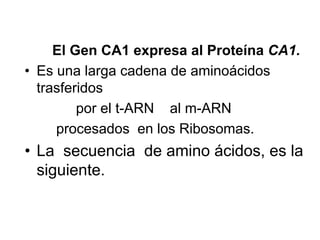 El Gen CA1 expresa al Proteína CA1.
• Es una larga cadena de aminoácidos
  trasferidos
         por el t-ARN al m-ARN
     procesados en los Ribosomas.
• La secuencia de amino ácidos, es la
  siguiente.
 