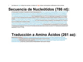•   Las letras en azul indican los exones. La letras en rojo indican aminoácidos codificados en las uniones.



Secuencia de Nucleótidos (786 nt):
    ATGGCAAGTCCAGACTGGGGATATGATGACAAAAATGGTCCTGAACAATGGAGCAAGCTGTATCCCATTG
    CCAATGGAAATAACCAGTCCCCTGTTGATATTAAAACCAGTGAAACCAAACATGACACCTCTCTGAAACC
    TATTAGTGTCTCCTACAACCCAGCCACAGCCAAAGAAATTATCAATGTGGGGCATTCCTTCCATGTAAAT
    TTTGAGGACAACGATAACCGATCAGTGCTGAAAGGTGGTCCTTTCTCTGACAGCTACAGGCTCTTTCAGT
    TCCATTTTCACTGGGGCAGTACAAATGAGCATGGTTCAGAACATACAGTGGATGGAGTCAAATATTCTGC
    CGAGCTTCACGTAGCTCACTGGAATTCTGCAAAGTACTCCAGCCTTGCTGAAGCTGCCTCAAAGGCTGAT
    GGTTTGGCAGTTATTGGTGTTTTGATGAAGGTTGGTGAGGCCAACCCAAAGCTGCAGAAAGTACTTGATG
    CCCTCCAAGCAATTAAAACCAAGGGCAAACGAGCCCCATTCACAAATTTTGACCCCTCTACTCTCCTTCC
    TTCATCCCTGGATTTCTGGACCTACCCTGGCTCTCTGACTCATCCTCCTCTTTATGAGAGTGTAACTTGG
    ATCATCTGTAAGGAGAGCATCAGTGTCAGCTCAGAGCAGCTGGCACAATTCCGCAGCCTTCTATCAAATG
    TTGAAGGTGATAACGCTGTCCCCATGCAGCACAACAACCGCCCAACCCAACCTCTGAAGGGCAGAACAGT
    GAGAGCTTCATTTTGA




    Traducción a Amino Ácidos (261 aa):
    MASPDWGYDDKNGPEQWSKLYPIANGNNQSPVDIKTSETKHDTSLKPISVSYNPATAKEIINVGHSFHVN
    FEDNDNRSVLKGGPFSDSYRLFQFHFHWGSTNEHGSEHTVDGVKYSAELHVAHWNSAKYSSLAEAASKAD
    GLAVIGVLMKVGEANPKLQKVLDALQAIKTKGKRAPFTNFDPSTLLPSSLDFWTYPGSLTHPPLYESVTW
    IICKESISVSSEQLAQFRSLLSNVEGDNAVPMQHNNRPTQPLKGRTVRASF
 