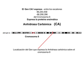 El Gen CA1 expresa - entre los escalones
                        86,240,458
                       -86,290,396
                    del Cromosoma 8
              Expresa la proteína enzimática

          Anhidrasa Carbónica (CA)



            Cromosoma 8




Localización del Gen que expresa la Anhidrasa carbónica sobre el
                         cromosoma 8
 