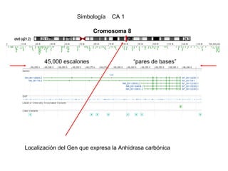 Simbología   CA 1

                              Cromosoma 8

•
           45,000 escalones                  “pares de bases”




    Localización del Gen que expresa la Anhidrasa carbónica
 