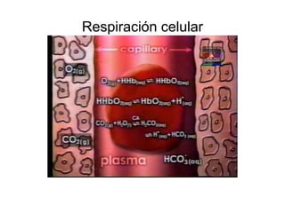 Respiración celular
 