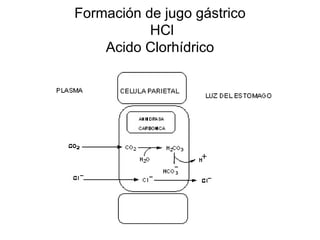 Formación de jugo gástrico
           HCl
    Acido Clorhídrico
 