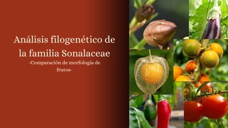 Análisis filogenético de
la familia Sonalaceae
-Comparación de morfología de
frutos-
 