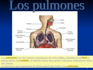 Los pulmones son dos masas esponjosas de color rojizo, situadas en el tórax a
ambos lados del corazón, el derecho tiene tres partes o lóbulos; el izquierdo tiene
dos partes.
La pleura es una membrana de doble pared que rodea a los pulmones.           12
                                                                             11
 
