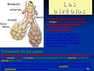 Los
                                               a lv é o lo s
                                         El dióxido de carbono que traía
                                        la sangre pasa al aire, así la sangre
                                        venosa se convierte en sangre
                                        arterial esta operación se
                                        denomina hematosis.
                                        Cuando el aire llega a los
                                        alvéolos, parte del oxígeno que
                                        lleva atraviesa las finísimas
                                        paredes y pasa a los glóbulos
                                        rojos de la sangre.

Transporte de los gases
El oxígeno tomado en los alvéolos pulmonares es llevado por los glóbulos rojos
de la sangre hasta el corazón y después distribuido por las arterias a todas las
células del cuerpo.
El dióxido de carbono es recogido en parte por los glóbulos rojos y parte por el
plasma y transportado por las venas cavas hasta el corazón y de allí es llevado a
                                                                              14
los pulmones para ser arrojado al exterior.                                   15
 