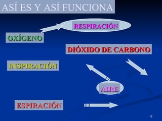 ASÍ ES Y ASÍ FUNCIONA
                RESPIRACIÓN
 OXÍGENO
               DIÓXIDO DE CARBONO

 INSPIRACIÓN


                      AIRE

  ESPIRACIÓN
                                16
 