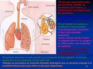 •El aire que respiramos entra
                                                   por las fosas nasales, en
                                                   ocasiones por la boca, y
                                                   continúa por la tráquea hasta
                                                   los pulmones.
                                                   •La traquea se ramifica en dos
                                                   bronquios y cada uno penetra
                                                   en un pulmón.
                                                   •En el interior se vuelven a
                                                   ramificar en bronquiolos.
                                                   •Los bronquiolos conducen
                                                   el aire a los alvéolos,
                                                   pequeños
                                                   sacos a través de los cuales
                                                   el oxígeno entra en la sangre y
                                                   se intercambia con el dióxido
                                                   de carbono.
                                                   •Los pulmones sor órganos
                                                   esponjosos situados en la
                                                   cavidad torácica.
•El pulmón derecho es más grande y se compone de tres lóbulos: el pulmón
izquierdo es más pequeño y tiene sólo dos.
•Debajo se encuentra un músculo llamado diafragma que al moverse empuja a la
cavidad torácica para que entre el aire que respiramos                       19
 
