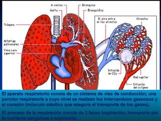 22




El aparato respiratorio consta de un sistema de vías de conducción; una
porción respiratoria a cuyo nivel se realizan los intercambios gaseosos y
el corazón (músculo elástico que asegura el transporte de los gases).
El proceso de la respiración consta de 3 fases inspiración, transporte por
                                                                     21
la corriente sanguínea e expiración
 