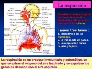La respiración
                                       Consiste en tomar oxígeno
                                       del aire y desprender el
                                       dióxido de carbono que se
                                       produce en las células.

                                       Tienen tres fases :
                                       1. Intercambio en los
                                       pulmones.
                                       2. El transporte de gases.
                                       3. La respiración en las
                                       células y tejidos.




La respiración es un proceso involuntario y automático, en
que se extrae el oxígeno del aire inspirado y se expulsan los
gases de desecho con el aire espirado               26    25
 