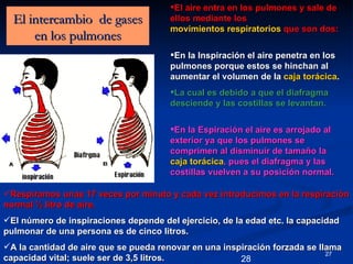 El aire entra en los pulmones y sale de
  El intercambio de gases              ellos mediante los
                                       movimientos respiratorios que son dos:
      en los pulmones
                                       En la Inspiración el aire penetra en los
                                       pulmones porque estos se hinchan al
                                       aumentar el volumen de la caja torácica.
                                       La cual es debido a que el diafragma
                                       desciende y las costillas se levantan.

                                       En la Espiración el aire es arrojado al
                                       exterior ya que los pulmones se
                                       comprimen al disminuir de tamaño la
                                       caja torácica, pues el diafragma y las
                                       costillas vuelven a su posición normal.

Respiramos unas 17 veces por minuto y cada vez introducimos en la respiración
normal ½ litro de aire.
El número de inspiraciones depende del ejercicio, de la edad etc. la capacidad
pulmonar de una persona es de cinco litros.
A la cantidad de aire que se pueda renovar en una inspiración forzada se llama
                                                                            27
capacidad vital; suele ser de 3,5 litros.              28
 