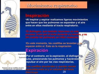 Movimientos respiratorios

Inspiración
•Al inspirar y espirar realizamos ligeros movimientos
que hacen que los pulmones se expandan y el aire
entre en ellos mediante el tracto respiratorio.

•El diafragma, que también interviene en este
proceso, hace que el tórax aumente su tamaño, y es
ahí cuando los pulmones se inflan realmente.

•En este momento, las costillas se levantan y se
separan entre sí. Esto es la inspiración
Expiración
•Por el contrario, en la espiración, el diafragma
sube, presionando los pulmones y haciéndoles
expulsar el aire por las vías respiratorias.
•Las costillas descienden y quedan menos
separadas entre sí y el volumen del tórax
                                                        28
disminuye.                     29
 