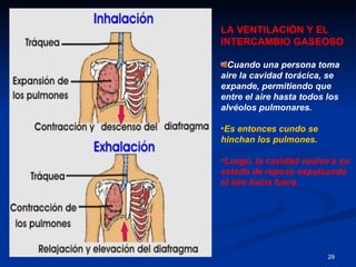 LA VENTILACIÓN Y EL
INTERCAMBIO GASEOSO

  Cuando una persona toma
aire la cavidad torácica, se
expande, permitiendo que
entre el aire hasta todos los
alvéolos pulmonares.

•Es entonces cundo se
hinchan los pulmones.

•Luego, la cavidad vuelve a su
estado de reposo expulsando
el aire hacia fuera.




                          29
 