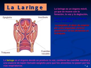 L a L a r in g e                           La laringe es un órgano móvil,
                                              ya que se mueve con la
                                              fonación, la voz y la deglución.
                                              Durante la deglución adquiere
                                              mayor movilidad.
                                               La epiglotis, al dejar de respirar
                                              por unos segundos, evita la
                                              penetración de los alimentos en
                                              la tráquea.




La laringe es el órgano donde se produce la voz, contiene las cuerdas vocales y
una especie de tapón llamado epiglotis para que los alimentos no pasen por las
vías respiratorias.                                                       3
                                                                            4
 