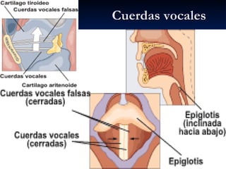 Cuerdas vocales




                  7
                  6
 