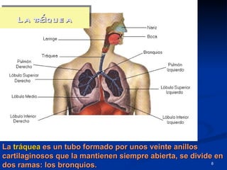 La tráqu e a




La tráquea es un tubo formado por unos veinte anillos
cartilaginosos que la mantienen siempre abierta, se divide en
dos ramas: los bronquios.                                 8
 