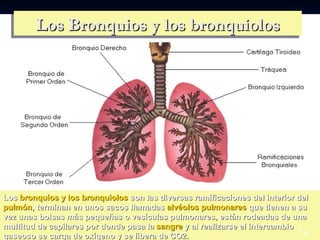 Los Bronquios y los bronquiolos




Los bronquios y los bronquiolos son las diversas ramificaciones del interior del
pulmón, terminan en unos sacos llamadas alvéolos pulmonares que tienen a su
vez unas bolsas más pequeñas o vesículas pulmonares, están rodeadas de una
multitud de capilares por donde pasa la sangre y al realizarse el intercambio 9
gaseoso se carga de oxígeno y se libera de CO2.                               10
 