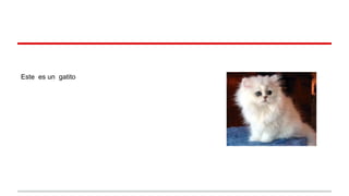 B LAN C O

Este es un gatito

BLANCO

 