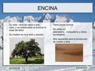 ENCINA

●   Su color varia de negro a gris          ●   Tiene pocos nervios
    claro, y va aclarándose al avanzar la
    edad del árbol                          ●   Se utiliza en
                                                ebanistería , marquetería y obras
●   Su madera es muy dura y pesada.             sumergidas
                                            ●   Muy aparecida para la producción
                                                de carbón y leña




    ANTERIOR                                                          SIGUIENTE
 