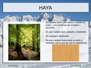 HAYA

            ●   Su madera tiene color blanco cuando es
                joven, y con el tiempo se enrojece y
                oscurece.
            ●   Es una madera dura, pesada y resistente.
            ●   Se impregna fácilmente.
            ●   Es una madera buena para curvado y
                tomeado, por lo que se usa en ebanistería.




ANTERIOR                                  SIGUIENTE
 