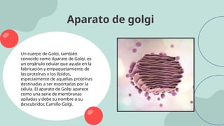 Un cuerpo de Golgi, también
conocido como Aparato de Golgi, es
un orgánulo celular que ayuda en la
fabricación y empaquetamiento de
las proteínas y los lípidos,
especialmente de aquellas proteínas
destinadas a ser exportadas por la
célula. El aparato de Golgi aparece
como una serie de membranas
apiladas y debe su nombre a su
descubridor, Camillo Golgi.
Aparato de golgi
 