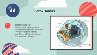 Peroxisomas
Está formado por
autorreplicación y contiene
oxidasas en lugar de hidrolasas
varias de estas oxidasas
pueden combinar el oxígeno
con iones de hidrógeno
 