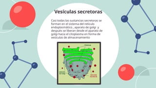 Vesículas secretoras
Casi todas las sustancias secretoras se
forman en el sistema del retículo
endoplasmático , aparato de golgi y
después se liberan desde el aparato de
golgi hacia el citoplasma en forma de
vesículas de almacenamiento
 