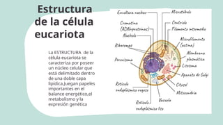 Estructura
de la célula
eucariota
La ESTRUCTURA de la
célula eucariota se
caracteriza por poseer
un núcleo celular que
está delimitado dentro
de una doble capa
lipídica.Juegan papeles
importantes en el
balance energético,el
metabolismo y la
expresión genética
 