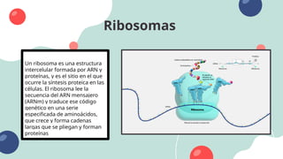 Ribosomas
Un ribosoma es una estructura
intercelular formada por ARN y
proteínas, y es el sitio en el que
ocurre la síntesis proteica en las
células. El ribosoma lee la
secuencia del ARN mensajero
(ARNm) y traduce ese código
genético en una serie
especificada de aminoácidos,
que crece y forma cadenas
largas que se pliegan y forman
proteínas
 