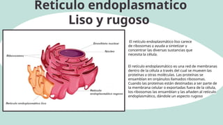 Reticulo endoplasmatico
Liso y rugoso
El retículo endoplasmático liso carece
de ribosomas y ayuda a sintetizar y
concentrar las diversas sustancias que
necesita la célula.
El retículo endoplasmático es una red de membranas
dentro de la célula a través del cual se mueven las
proteínas y otras moléculas. Las proteínas se
ensamblan en orgánulos llamados ribosomas.
Cuando las proteínas están destinadas a ser parte de
la membrana celular o exportadas fuera de la célula,
los ribosomas las ensamblan y las añaden al retículo
endoplasmático, dándole un aspecto rugoso
 