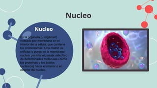 Nucleo
Nucleo
Es la organela (u orgánulo)
rodeada por membrana en el
interior de la célula, que contiene
los cromosomas. Una matriz de
orificios o poros en la membrana
nuclear permite el pasaje selectivo
de determinadas moléculas (como
las proteínas y los ácidos
nucleicos) hacia el interior o el
exterior del núcleo.
 