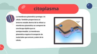 citoplasma
La membrana plasmática protege a la
célula. También proporciona un
entorno estable dentro de la célula La
membrana plasmática se compone de
una bicapa lipidia que es
semipermeable. La membrana
plasmática regula el transporte de
materiales que entran y salen de la
célula.
 