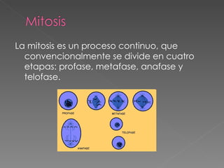 La mitosis es un proceso continuo, que convencionalmente se divide en cuatro etapas: profase, metafase, anafase y telofase. 