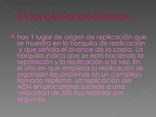 hay 1 lugar de origen de replicación que se muestra en la horquilla de replicación  y que señala el avance de la copia. La horquilla indica que se está haciendo la separación y la replicación a la vez. En el sitio en que empieza la replicación se organizan las proteínas en un complejo llamado replisma. La replicación del ADN en procariotas sucede a una velocidad de 500 nucleótidos por segundo.   