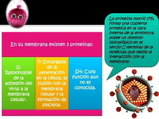 En su membrana existen 3 proteínas:
G:
Responsable
de la
adhesión del
virus a la
membrana
celular.
F: Encargada
de la
penetración
en la célula, la
fusión con la
membrana
celular y la
formación de
sincitios.
SH: Cuya
función aun
no es
conocida.
La proteína matriz (M),
forma una cubierta
proteíca en la cara
interna de la envoltura,
posee un dominio
hidrofóbico en el
tercio C-terminal de la
molécula que media la
interacción con la
membrana.
 