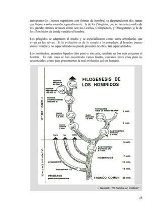 antropomorfos (monos superiores con formas de hombre) se desprendieron dos ramas
que fueron evolucionando separadamente: la de los Póngidos, que serían antepasados de
los grandes monos actuales como son los Gorilas, Chimpancés, y Orangutanes y; la de
los Homínidos de donde vendría el hombre.
Los póngidos se adaptaron al medio y se especializaron como seres arborícolas que
viven en las selvas. Si la evolución es de lo simple a lo complejo, el hombre cuanto
animal simple y no especializado no puede proceder de ellos, tan especializados.
Los homínidos, animales bípedos (dos pies) y sin cola, resultan ser los más cercanos al
hombre. En esta línea se han encontrado varios fósiles, cercanos entre ellos pero no
secuenciales, como para presentarnos la real evolución del ser humano.
Í. Gastaldi: “El hombre un misterio”
25
 