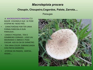 A  MACROLEPIOTA PROCERA  É O MAIOR  COGOMELO QUE  SE PODE ATOPAR NO  NOSO PAÍS. CARACTERÍZASE POR TER UNHA FORMA PARECIDA Á DUN PARAUGAS . CANDO É PEQUENA , TEN O SOMBREIRO CERRADO , LOGO VAI MEDRANDO E ÁBRESE E PODE CHEGAR  AOS 50 CM DE DIÁMETRO.  TEN UNHA COLOR  ESBRANCUXADA CON PINTAS MARRÓNS. ATÓPASE EN PRADOS,  HORTAS , VEIGAS…. Macrolepiota procera Choupín, Choupeiro,Cogordos, Palote, Zarrota.... Paraugas 