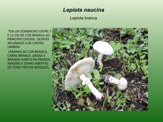 TEN UN SOMBREIRO ENTRE 5 E 12 CM DE COR BRANCA AO PRINCIPIO OVOIDE  DESPOIS APLANADO CUN LIXEIRO UMBÓN. LÁMINAS DE COR BRANCA, CARNE BRANCA ,GROSA E BRANDA HABITA EN PRADOS, XARDÍNS E ZONAS ABERTAS DE TODO TIPO DE BOSQUES. Lepiota naucina Lepiota branca 