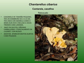 COGOMELO DE TAMAÑO PEQUENO, TEN UN SOMBREIRO DE 2 A 15 CM , TEN UNHA COR AMARELA COMO A XEMA DUN OVO E INCLUSO A VECES TIRANDO CARA LARANXA. NACE EN SOUTOS, PIÑEIRAIS CARBALLEIRAS  E ESPECIALMENTE EN LUGARES  CON MUSGO.  ADOITAN  APARECER MOITOS XUNTOS E MOI PEGADOS Chantarellus cibarius Cantarela, cacafina Rebozuelo 