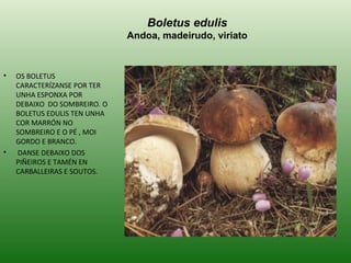 Boletus edulis Andoa, madeirudo, viriato OS BOLETUS  CARACTERÍZANSE POR TER UNHA ESPONXA POR DEBAIXO  DO SOMBREIRO. O BOLETUS EDULIS TEN UNHA COR MARRÓN NO SOMBREIRO E O PÉ , MOI GORDO E BRANCO. DANSE DEBAIXO DOS PIÑEIROS E TAMÉN EN CARBALLEIRAS E SOUTOS. 