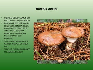 Boletus luteus UN BOLETUS MOI COMÚN É O BOLETUS LUTEUS (ANELADOS). DÁSE AO PÉ DOS PIÑEIROS EN LUGARES SEN MOITA BROZA,  COMO TODOS OS BOLETUS TEÑEN UNHA ESPONXA DEBAIXO DO SOMBREIRO , NESTE CASO DE COR AMARELA . TEN UN ANEL AMARELO E  A CARNE É  ROSADA DE SABOR DOCE. TEN O PÉ  CILÍNDRICO BRANCO OU AMARELO PÁLIDO. 
