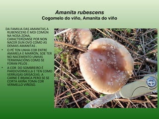 Amanita rubescens Cogomelo do viño, Amanita do viño DA FAMILIA DAS AMANITAS A RUBENSCENS É MOI COMÚN NA NOSA ZONA, CARACTERÍZANSE POR NON NACER DUN OVO COMO AS DEMAIS AMANITAS . O PÉ TEN UNHA COR ENTRE AMARELA E MARRÓN, SOE TER NO NACEMENTO UNHAS TERMINACIÓNS COMO SE FORAN PELOS . A COR  DO SOMBREIRO É  PARDOVERMELLA E TEN COMO VERRUGAS GRISÁCEAS. A CARNE É BRANCA PERO SE SE CORTA AXIÑA TOMA COR VERMELLO VIÑOSO. 