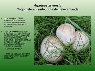 Agaricus arvensis Cogomelo anisado, bola de neve anisada O SOMBREIRO DESTE CHAMPIÑÓN  É  DE COR BRANCA NOS EXEMPLARES NOVOS E DESPOIS VIRA  AO ROSADO. TEN UN TAMAÑO ENTRE SETE E  QUINCE CM.  COMO TODOS OS CHAMPINÓS AS LÁMINAS SON ESBRANCUXADAS AO PRINCIPIO , DESPOIS ROSADAS  E FINALMENTE NOS EXEMPLARES MADUROS VÓLTANSE NEGRAS . A CARNE É BRANCA . DÁSE NO VERÁN E OUTONO EN GRUPOS, ESPECIALMENTE EN PRADOS  
